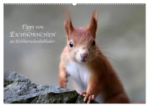 Birgit Cerny | Tipps von Eichhörnchen an Eichhörnchenliebhaber - Wandkalender 2025 - Entdecken Sie einen charmanten Wandkalender mit 14 Seiten voller Eichhörnchenbilder und inspirierenden Sprüchen. Ideal für Tierliebhaber und als Geschenk!
