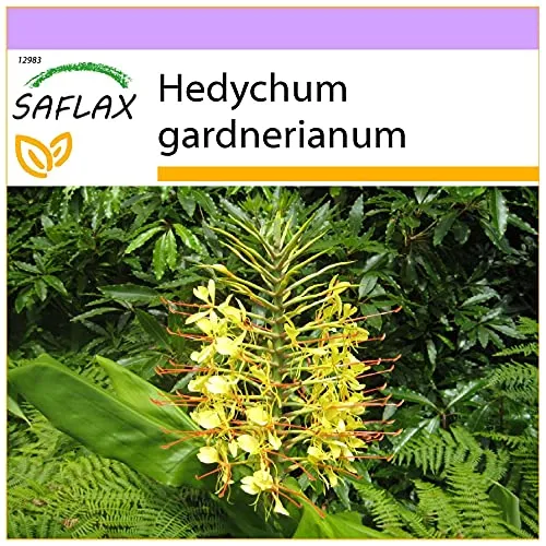 SAFLAX - Riesen - Schmetterlingsblume - 10 Samen - Hedychum gardnerianum