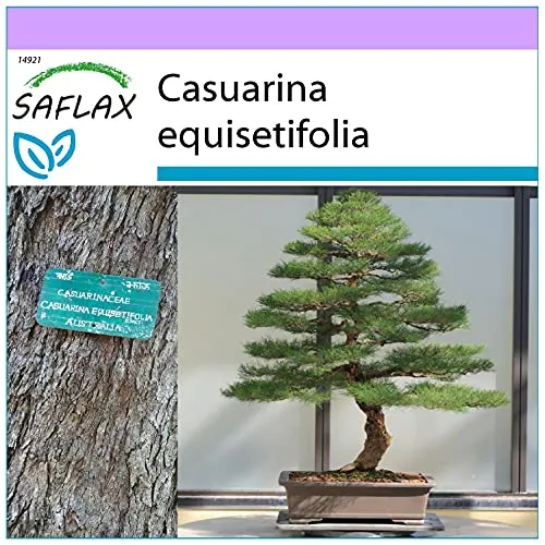 SAFLAX - Bonsai - Australische Strandkiefer - 200 Samen - Casuarina equisetifolia