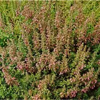 Teucrium Chamaedrys Nanum Gamander Ca. 9x9 cm Topf
