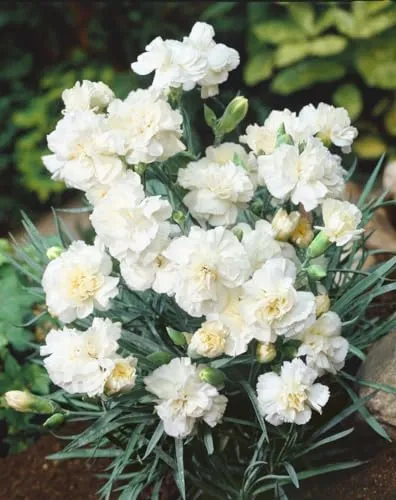 Dianthus plumarius 'Albus Plenus' 9x9 cm Topf – Winterhart, Mehrjährig, Pflegeleicht – Federnelke – Staude für Beet & Steingarten