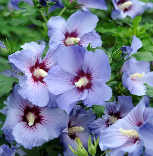 Hibiscus Eibisch Hawaii 40-60cm - Hibiscus syriacus