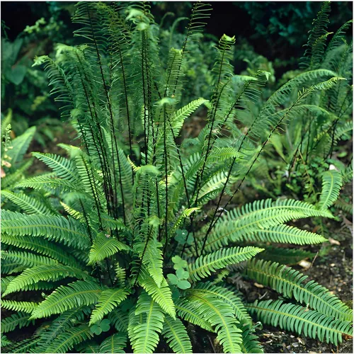 Stauden Gänge 1 x Blechnum spicant im 1 Liter Topf