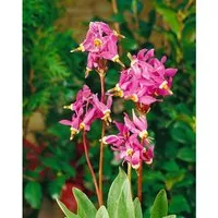 Dodecatheon Meadia Sternenprimel Ca. 9x9 cm Topf