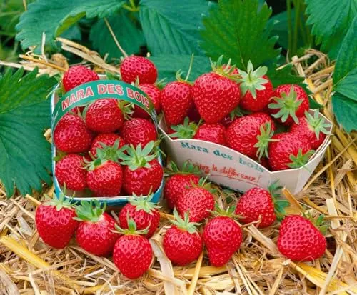 Fragaria Mara des Bois Erdbeere – Aromatisch im 9x9 cm Topf in weiß von PlantaPro
