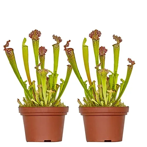 Bloomique - 2er Set - Sarracenia Juthatip Soper - Schlauchpflanze - Fleischfressende Pflanze - Höhe 15-25 cm - Topf 12 cm