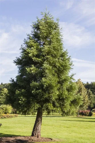 Pflanzen für Dich Riesenmammutbaum Sequoiadendron giganteum, 1 St.