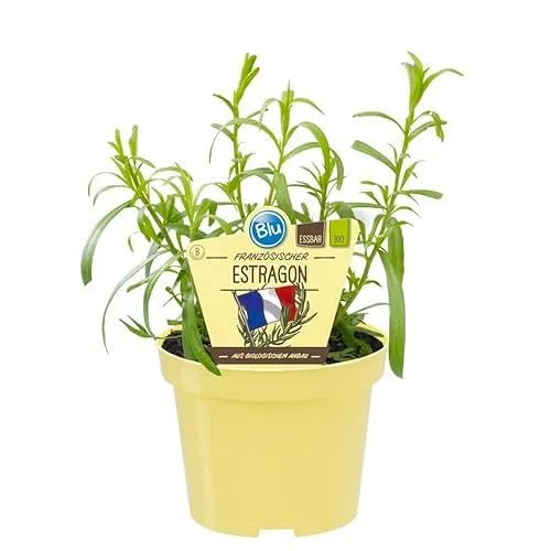 Französischer Estragon in BIO-Qualität - Aromatische Kräuterpflanze im 12cm Topf - Aromatische Kräuterpflanze für den Garten oder Balkon. Pflegeleichte Topfpflanze mit dekorativer Wirkung und vielseitigen Verwendungsmöglichkeiten in der Küche. Topfgröße: 12 cm, Gesamthöhe: ca. 50 cm.