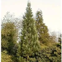 Produktbild Blauer Kalifornischer Mammutbaum 80-100cm