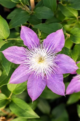 Produktbild Pflanzen für Dich Kletterpflanze Clematis Hybride Crystal Fountain, 1 St., Clematis, Waldrebe, blauviolett, gefüllte Blüten