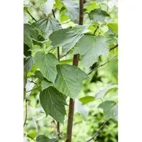 Acer Capillipes Schlangenhaut-Ahorn 60–100 cm – Stilvolles Ziergehölz - Der Acer capillipes ist ein auffälliger Zierahorn mit einzigartiger Rinde und leuchtenden Herbstfarben. Ideal für Gärten und Terrassen, bringt er das ganze Jahr über Eleganz und Struktur.