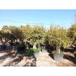 Sunny Tree Granatapfelbaum XXL 250 cm – Punica granatum Obstbaum, winterhart und majestätisch