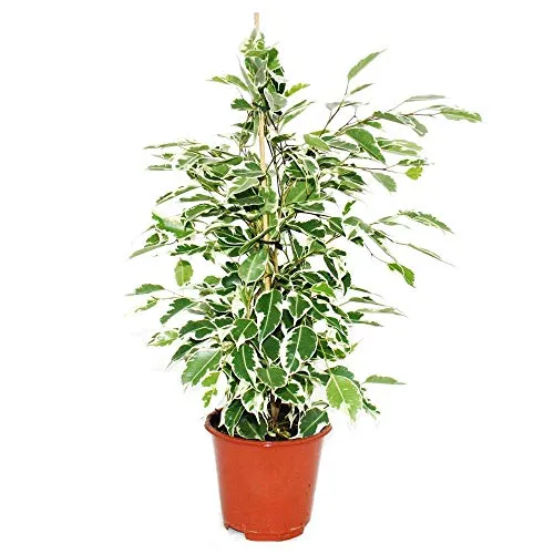 Exotenherz - Ficus benjamini 