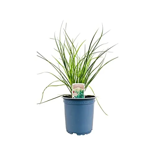 Allium tuberosum 11x11 cm Topf – Winterhart, Mehrjährig, Pflegeleicht – Schnittknoblauch – Kräuterpflanze für Beet & Balkon