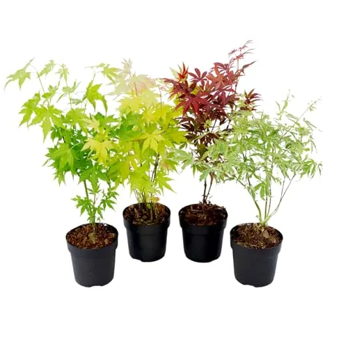 Plant in a Box