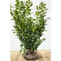 Produktbild Prunus,aurocerasus 'Novita' 120-140 cm