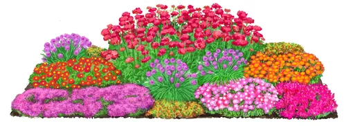 Dehner Rose Bio Stauden-Set – Farbenfrohe Blütenpracht für trockene Standorte - 24-teiliges Stauden-Set für Sonne und Trockenheit. Ideal für schwierige Standorte, bringt es lebendige Farben in Ihren Garten und zieht nützliche Insekten an.