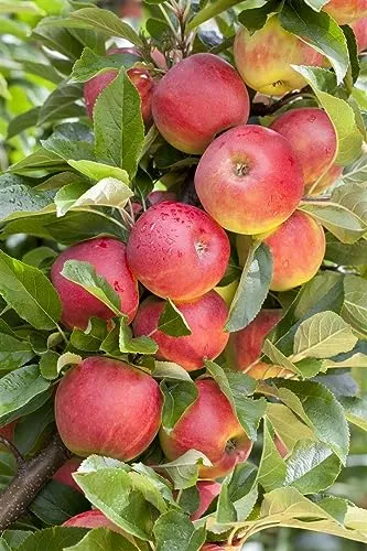 Malus 'Elstar' - Apfelbaum mit 40 cm Stammhöhe - Obstsamen & -pflanzen, pflegeleichter Apfelbaum mit saftigen, aromatischen Äpfeln, ideal für kleine Gärten. Winterhart bis -20 °C, perfekt für kalte Klimazonen.