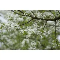 Prunus Mahaleb Steinweichsel 60–100 cm Duftend
