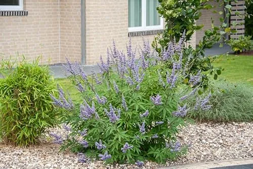 Mönchspfeffer, Vitex agnus-castus, ca.60cm, im Topf