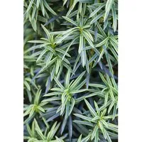 Produktbild Gelbbunter Eibenbaum Taxus Baccata Fastigiata Aureomarginata 30–40 cm