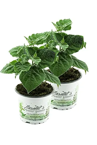 Produktbild 2er Set Andenbeere (Physalis peruviana), frische Kapstachelbeere Pflanze