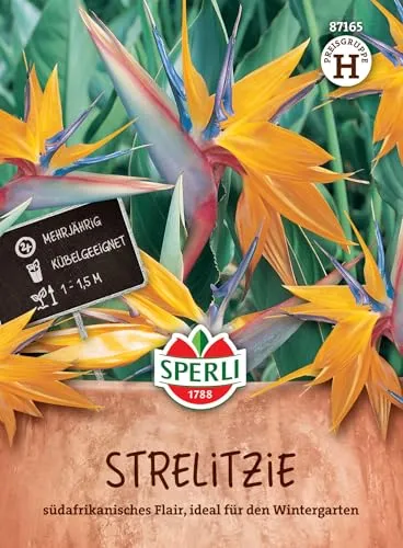 Sperli Strelitziensamen 87165