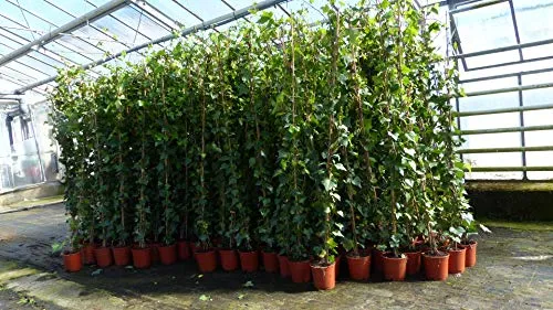gruenwaren 8 Stück Efeu Pflanze Hedera helix 180-200 cm - Premium Efeu-Pflanzen für Hecken und Sichtschutz, winterhart und blickdicht. Ideal für Gärten und Terrassen, perfekt für eine grüne Pyramide oder Säule.