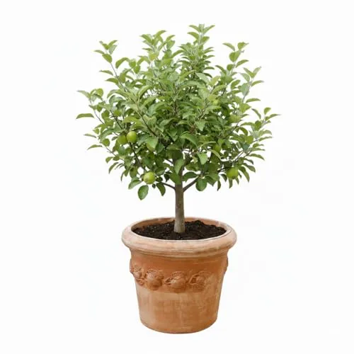 Teramico Blumentopf Terrakotta Pflanzgefäß Liscio Toscana limoni Toscana -Italienische Handarbeit- 25cm - 40cm ABSOLUT FROSTFEST Italienisches Terracotta (Limoni Toscana, 60cm)