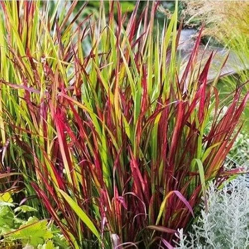 Imperata zylindrisch Red Baron 1L Pflanze für Anfänger und professionelle Gärtner - Ideal für Kleingarten, Garten - Schöne Pflanze mit ungewöhnlichen Blüten - Genießen Sie jeden Tag ihre Farben
