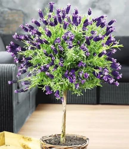 BALDUR Garten Lavendelstämmchen mit Krone, 1,5 Liter-Topf - Exquisites Lavendelstämmchen für Balkon und Terrasse. Mit seiner violett-blauen Blütenpracht und dem intensiven Duft ist es ein wahrer Blickfang. Pflegeleicht und winterhart, ideal für jeden Garten.
