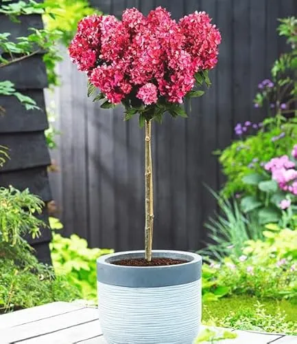 BALDUR Garten Hortensien-Stämmchen 'Bloody Marie®',1 Pflanze, winterhart & mehrjährig, pflegeleicht, Dauerblüher für Beet & Kübel, Blüten mit märchenhaftem Farbspiel