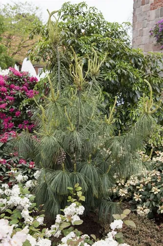 Konifere Pinus schwerinii - Schnellwachsende Kiefer für deinen Garten - Ideal für sonnige, windgeschützte Standorte. Diese Kiefer beeindruckt mit ihrem kegelförmigen Wuchs und ist pflegeleicht. Perfekt für jeden Gartenliebhaber!