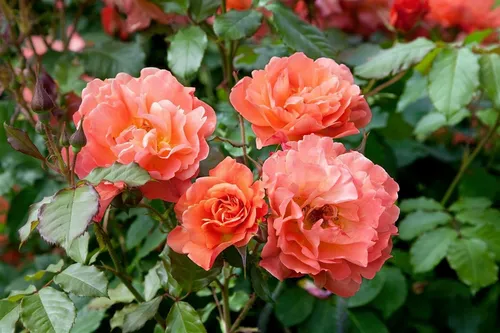 Pflanzen für Dich Rose Rosa 'Westerland' - Strauchrose mit leuchtend orange-gelben Blüten, bienenfreundlich und pflegeleicht, ideal für gemischte Rabatten oder als Solitärpflanze.