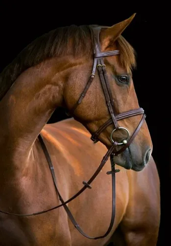 Kerbl Trensenzaum Classic Leder Warmblut, Braun, 324913 - Reiten: Hochwertiger Trensenzaum aus edlem Leder mit eleganten Ziernähten und weicher Polsterung für höchsten Komfort und Stil.