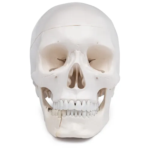 Schädel Anatomie Modell lebensgroß 4-teilig mit Unterkieferklappe - Dieses hochwertige anatomische Modell aus PVC bietet detaillierte Einblicke in die Schädelanatomie. Ideal für Lehrzwecke und zur Veranschaulichung komplexer Zusammenhänge.