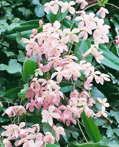 Clematis Armandii 'Apple Blossom' – Immergrün mit rosa Blüten - Kletterpflanze mit duftenden, zartrosa Blüten von März bis April. Ideal für Pergolen und Zäune, pflegeleicht und winterhart, zieht Bienen an.