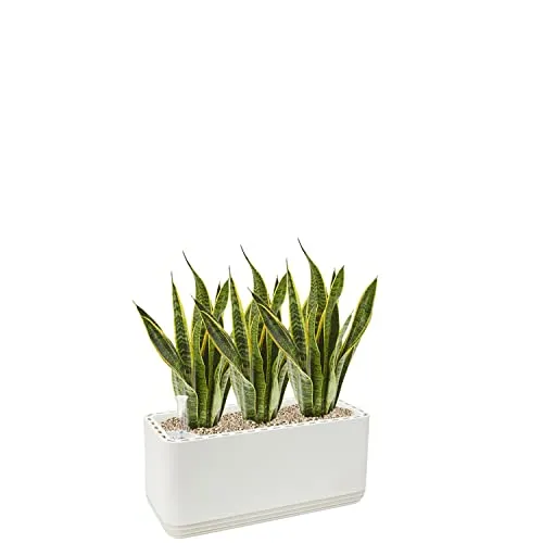 AIRY Kombigerät Luftbefeuchter und -reiniger AIRY System L • 9,5L Substrat • 2 Bogenhanf • Für Räume bis ca. 30qm weiß