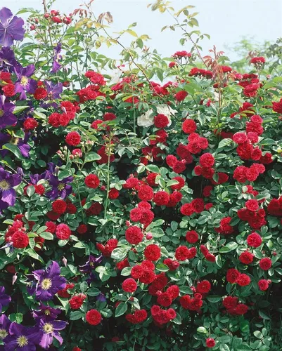 Pflanzen für Dich Rose Rosa 'Chevy Chase' - Kletterrose mit leuchtend roten Blüten und zartem Duft, ideal für romantische Gärten. Winterhart und pflegeleicht, zieht Schmetterlinge an und fördert die Biodiversität.