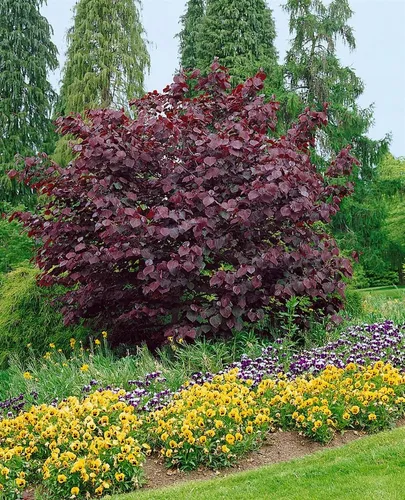 Cercis canadensis 'Forest Pansy' - Kanadischer Judasbaum - Ziergehölze mit herzförmigen, purpurroten Blättern und zarten, rosafarbenen Blüten. Ideal für bienenfreundliche Gärten, pflegeleicht und winterhart bis -20°C.