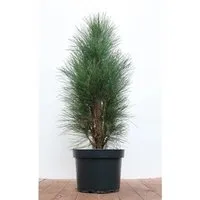 Pflanzen für Dich Konifere Pinus nigra Green Tower