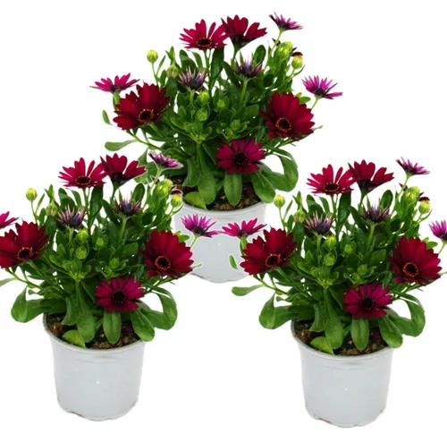 Kapkörbchen - Osteospermum ecklonis - 11cm Topf - Set mit 3 Pflanzen - lila