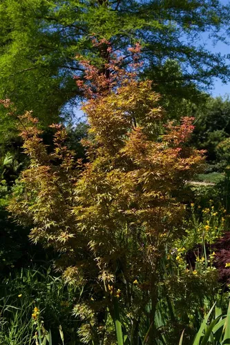 Japanischer Ahorn Acer palm. Wilsons Pink Dwarf - Kompakter, kugeliger Fächerahorn in beeindruckendem Rosa. Ideal für halbschattige, windgeschützte Standorte und perfekt für kleine Gärten.