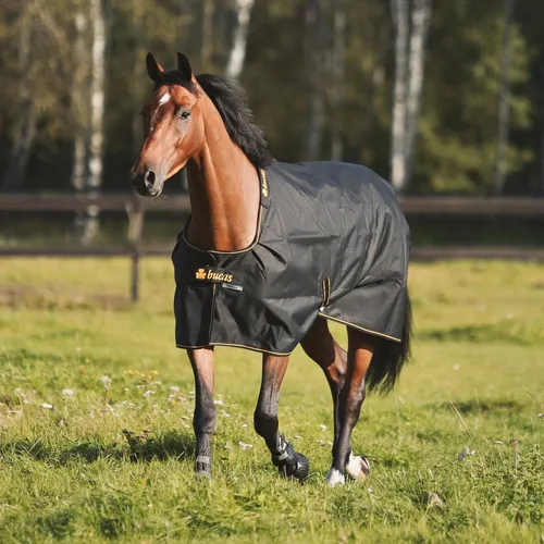 Bucas Irish Turnout 100g - Black/Gold, 130 - Winterdecke für Pferde mit 100g Füllung, wasserdicht und atmungsaktiv. Ideal für Übergangszeiten, bietet Komfort bei Temperaturschwankungen und schützt vor Witterungseinflüssen.
