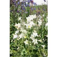 Aquilegia Vulgaris Alba Gewöhnliche Akelei Ca. 9x9 cm Topf
