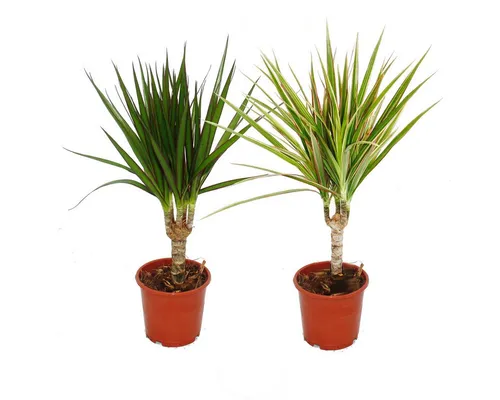 Exotenherz Zimmerpflanze Set 2 Drachenbäumen Dracaena marginata - Dracaena marginata Bicolor