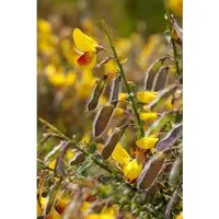 Cytisus Scoparius Besenginster Andreanus Splendens 40-60 cm