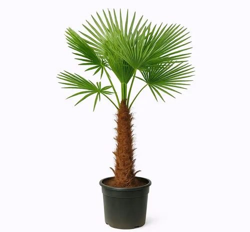 Trachycarpus Fortunei, Chinesische Hanfpalme, Winterhart bis -19 °C, 250-270 cm hoch - Exotische Hanfpalme für Garten und Terrasse. Winterhart bis -19 °C, pflegeleicht und ideal als Blickfang. Wuchshöhe bis 12 m im Freiland, perfekt für mediterranes Flair.