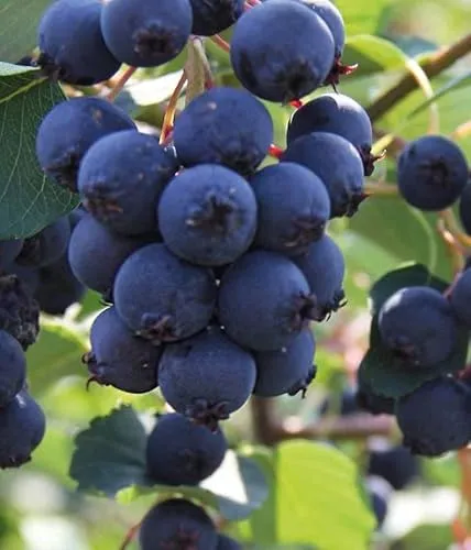 Felsenbirne Smoky 2L – Ertragreiche Obstsorte in blau von Baumschule Wedrowski