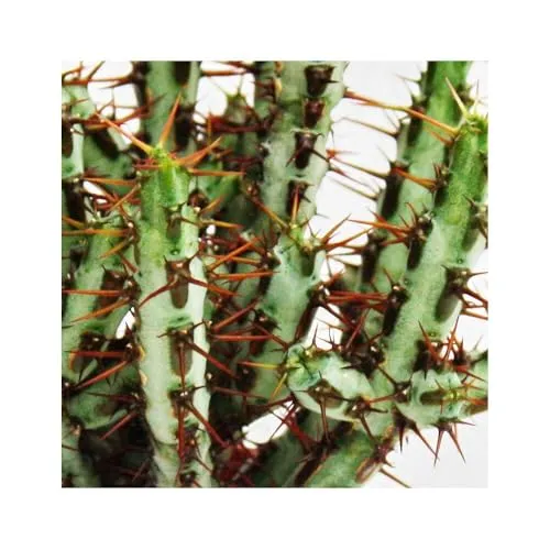 Euphorbia aeruginosa - Wolfsmilch - kleine Pflanze im 5,5cm Topf